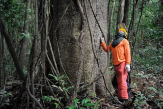 Pesquisadores e ribeirinhos buscam a sustentabilidade pelo manejo florestalTomaz Silva/AgÃªncia Brasil