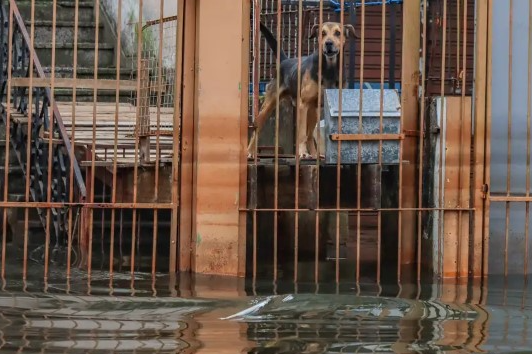 Cães resgatados nas cheias do RS são adotados em Brasília