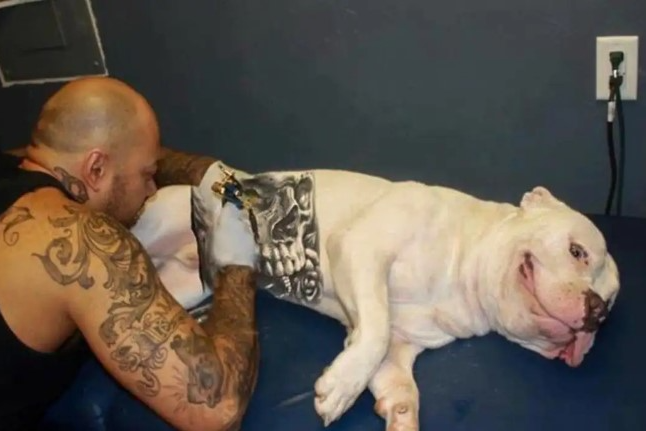 Tatuagens e piercings em pets viram crime com pena de até cinco anos de prisão