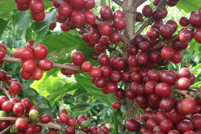 Epamig promove nova edição do Dia de Campo Café com Leite