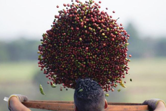 Epamig orienta produtores para colheita do café