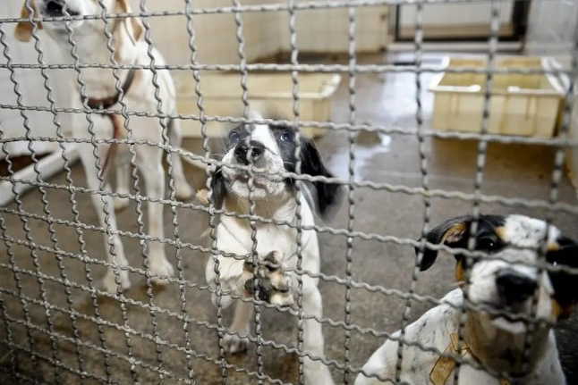 Câmara aprova projeto que proíbe uso de animais em testes cosméticos