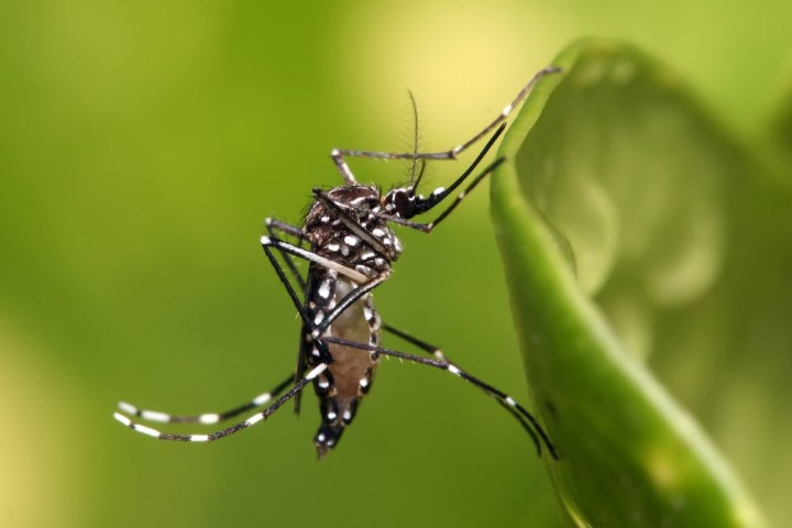 Dengue: Américas podem registrar pior surto da história, alerta Opas