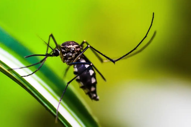 Dengue: Anvisa vai priorizar registro de dispositivos para diagnóstico