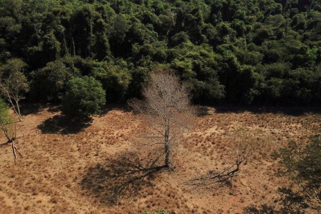 Brasil perde 15% de florestas naturais em quase 40 anos, diz MapBiomas