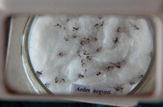 Mosquito da dengue, Aedes aegypti (Foto: Divulgação/Agência Brasil) Mosquito da dengue, Aedes aegypti (Foto: Divulgação/Agência Brasil)