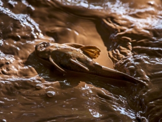 Peixes sofrem com lama da Samarco no Rio Doce (Foto: Leonardo Merçon/Últimos Refúgios) Peixes sofrem com lama da Samarco no Rio Doce (Foto: Leonardo Merçon/Últimos Refúgios)