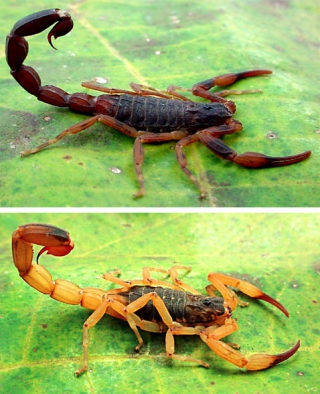 As principais espécies encontradas em Itabira são o Escorpião Marrom (Tityus bahiensis) e o Escorpião Amarelo (Tityus serrulatus). As principais espécies encontradas em Itabira são o Escorpião Marrom (Tityus bahiensis) e o Escorpião Amarelo (Tityus serrulatus).