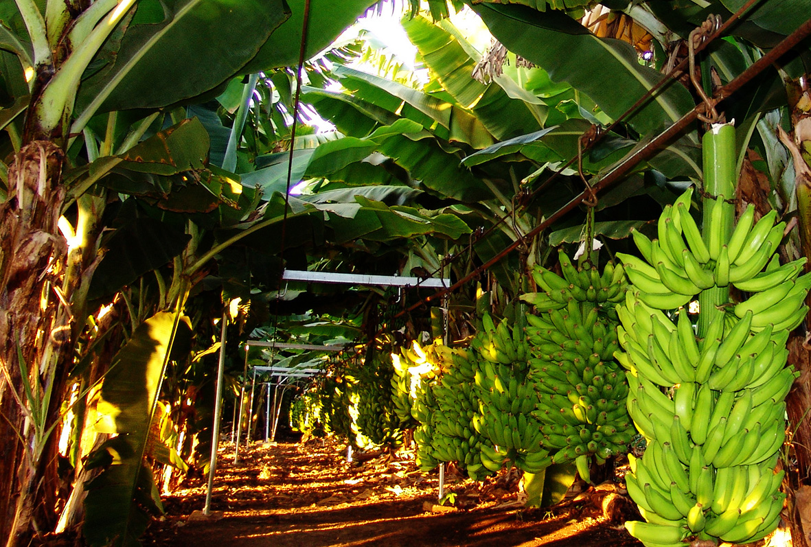 Região Norte de Minas responde por mais da metade da produção de banana no estado