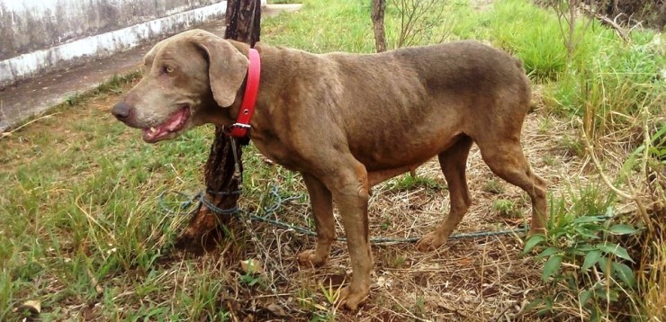 Animais têm comportamentos domesticados, obedecem a ordens, não são agressivos e não entram em lugares desconhecidos - (Crédito: Sabrina Resende / Parque do Rola-Moça)