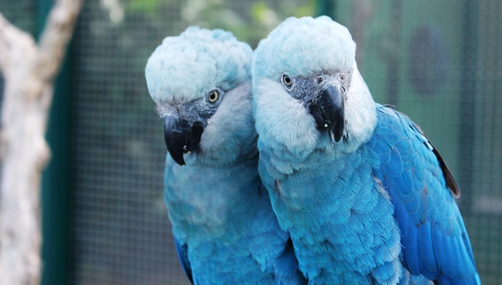 ARARINHA AZUL - FOTO: CAMILE LUGARINI