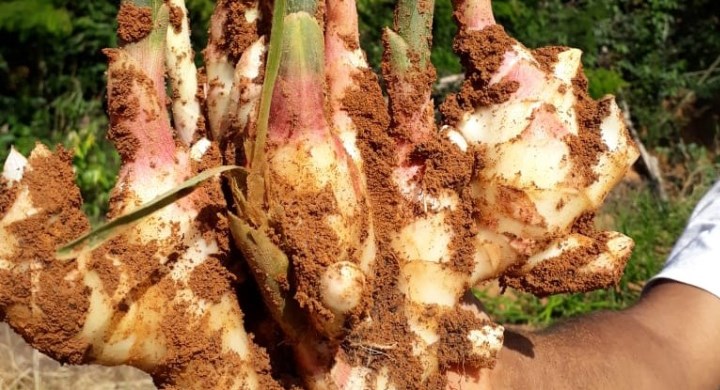 A colheita do gengibre começa cerca de sete meses depois do plantio das mudas