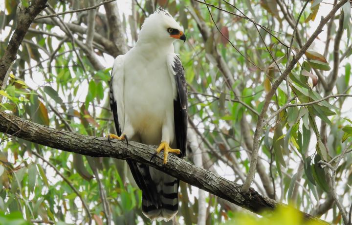 gabião pato