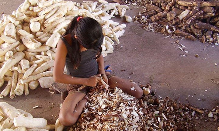 CRIANÇA DESCASCANDO MANDIOCA