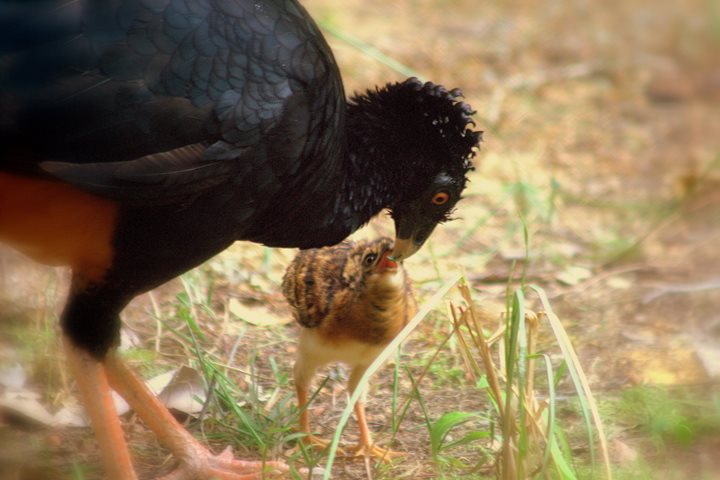 Mutum-do-sudeste preservado pelo Projeto Mutum, na Fazenda Macedônia