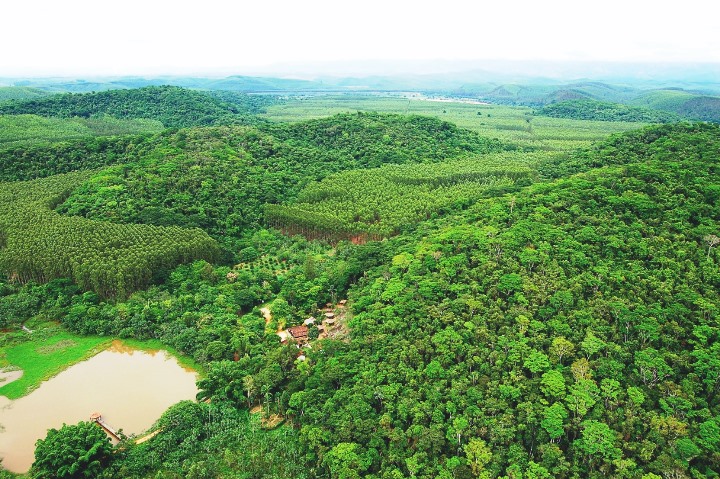 Cuidados da CENIBRA com o meio ambiente preservam matas nativas e previnem incêndios