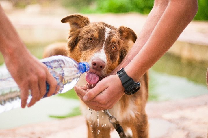 cachorro bebendo agua