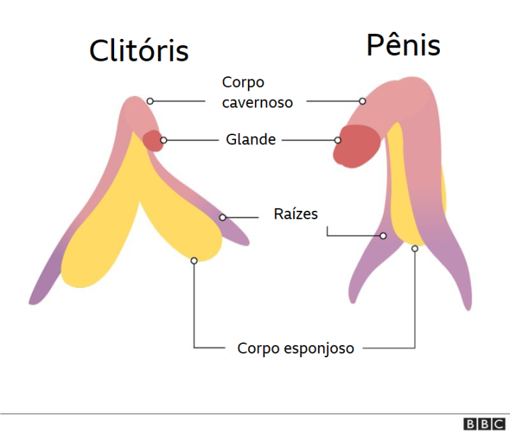 clitóris