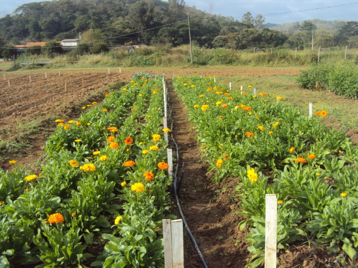 FARMÁCIA VIVA