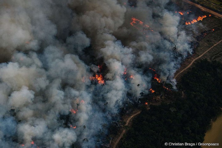 aumento das queimadas. floresta em chamas