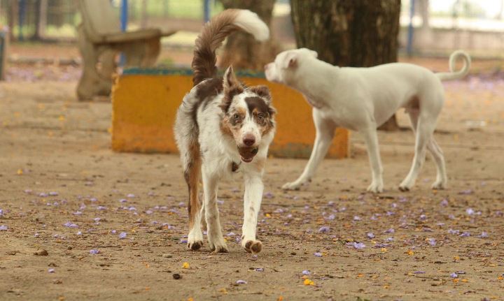 cachorros no parque