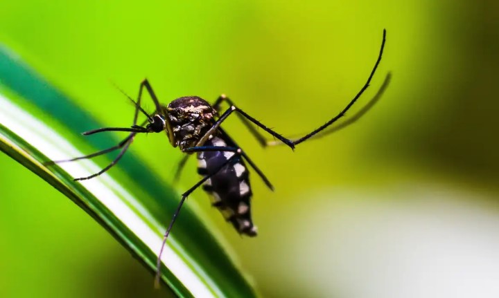 mosquito da dengue