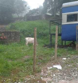 Vaca foi vista pastando tranquilamente no Parque da ÃƒÂgua Santa