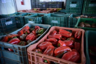 A proposta do governo é garantir acesso de todos os brasileiros a uma alimentação adequada e saudávelPlanaltina/DF - Estrangeiros conhecem experiência brasileira de distribuição de alimentos, desenvolvidas pelo Programa de Aquisição de Alimentos (PAA) (Foto: Antonio Cruz/Agência Brasil) A proposta do governo é garantir acesso de todos os brasileiros a uma alimentação adequada e saudávelPlanaltina/DF - Estrangeiros conhecem experiência brasileira de distribuição de alimentos, desenvolvidas pelo Programa de Aquisição de Alimentos (PAA) (Foto: Antonio Cruz/Agência Brasil)