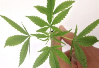 Proposta libera cultivo da Cannabis sativa para uso terapêutico (Foto: Divulgação/PF) Proposta libera cultivo da Cannabis sativa para uso terapêutico (Foto: Divulgação/PF)