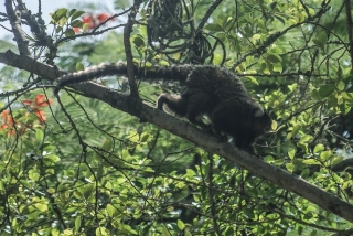 Segundo pesquisadores, o vÃrus da zika apareceu originalmente em macacos na Ãfrica e, esporadicamente, saÃa das florestas e infectava populações humanas (Foto: Fábio Massalli/Agência Brasil) Segundo pesquisadores, o vÃrus da zika apareceu originalmente em macacos na Ãfrica e, esporadicamente, saÃa das florestas e infectava populações humanas (Foto: Fábio Massalli/Agência Brasil)