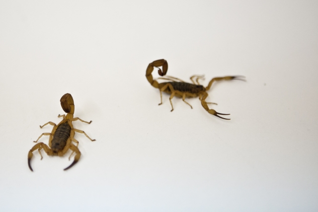 Estudo apoiado pela Fapemig utiliza o veneno do escorpiÃƒÂ£o amarelo para os casos de infarto (Foto: Tadeu Mamede/Funed)