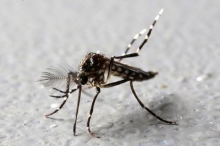 Aedes aegypti transmite dengue, chikungunya e zika (Foto: Paulo Whitaker/Reuters) Aedes aegypti transmite dengue, chikungunya e zika (Foto: Paulo Whitaker/Reuters)