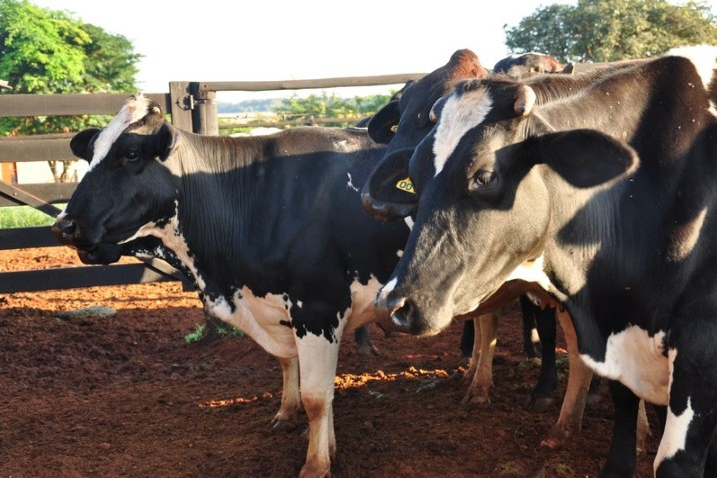 Receita investiga sonegação de quase R$ 1 bilhão em venda de gado