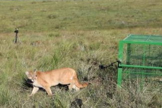 Ibama e IEF reabilitam onça parda atropelada e a devolvem à natureza