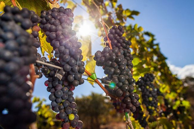 Produção de uva para vinhos finos cresce em Minas Gerais