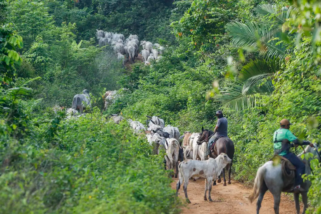 Vaqueiro contratado pelo Ibama é morto durante operação em terra indígena no Pará